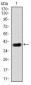 DLL4 Antibody